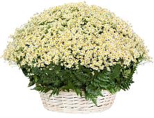 Цветочная композиция из Ромашки в корзине #REPLACE_PRED# Советске Калининградской области